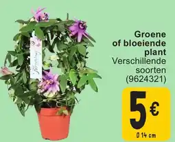 Cora Groene of bloeiende plant aanbieding