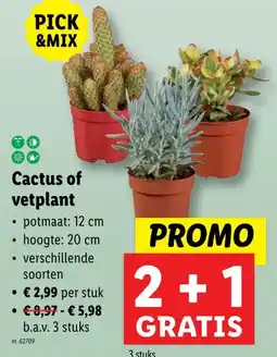 Lidl Cactus of vetplant aanbieding