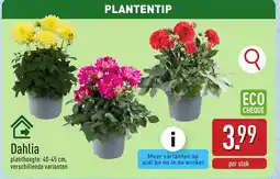 ALDI Dahlia aanbieding