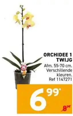 Trafic Orchidee 1 twijg aanbieding
