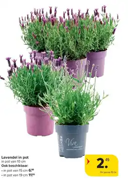 Carrefour Lavendel in pot aanbieding