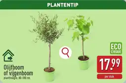 ALDI Olijfboom of vijgenboom aanbieding