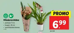 Lidl Vlinderorchidee aanbieding