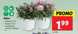 Lidl Anjers aanbieding