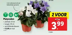 Lidl Platycodon aanbieding