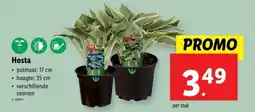 Lidl Hosta aanbieding