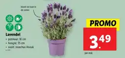 Lidl Lavendel aanbieding