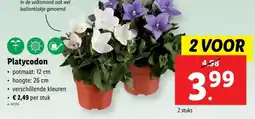 Lidl Platycodon aanbieding