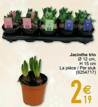 Cora Jacinthe trio aanbieding