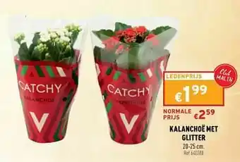 Kalanchoë met glitter