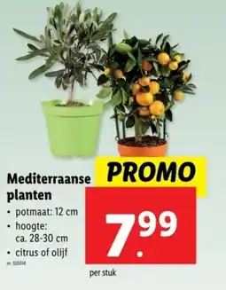 Lidl Mediterraanse planten aanbieding