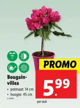 Lidl Bougain-villea aanbieding
