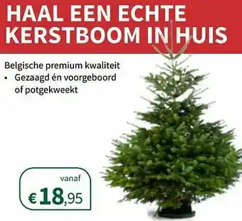 Haal een echte kerstboom