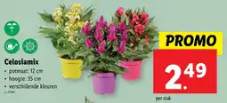 Lidl Celosiamix aanbieding