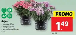 Lidl Anjers aanbieding