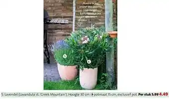 Intratuin Lavendel lavandula st. greek mountain aanbieding