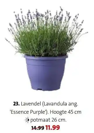 Intratuin Lavendel lavandula ang. essence purple aanbieding