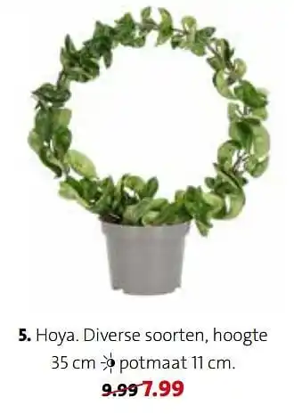 Hoya