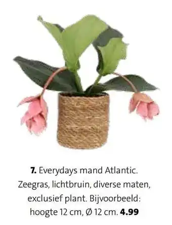 Everydays mand atlantic