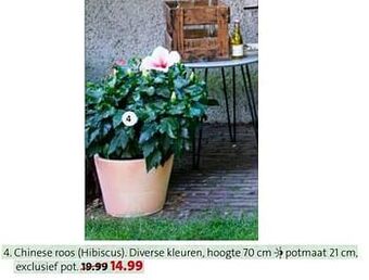 Intratuin Chinese roos hibiscus aanbieding