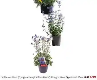 Intratuin Blauwe distel eryngium magical blue globe aanbieding