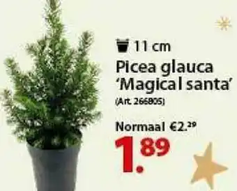 Picea Glauca Magical Santa