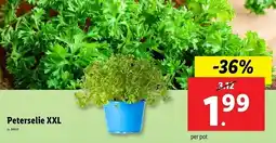 Lidl Peterselie XXL aanbieding