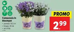 Lidl Campanula in bloempot aanbieding