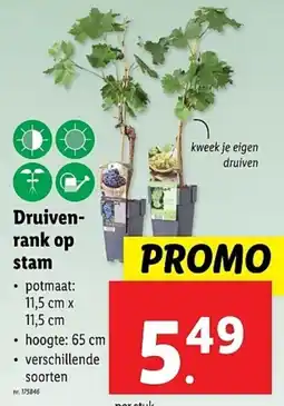 Lidl Druiven- rank op stam aanbieding