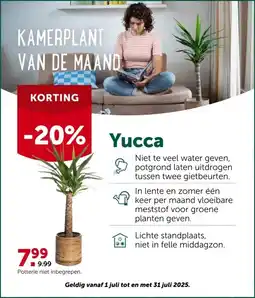 AVEVE Yucca aanbieding