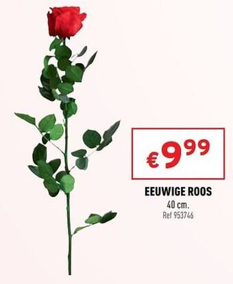 Trafic Eeuwige roos aanbieding