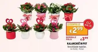 Kalanchoë in pot