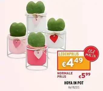 Hoya in pot