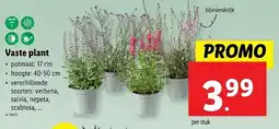 Lidl Vaste plant aanbieding