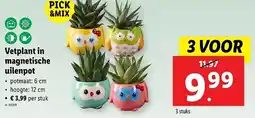 Lidl Vetplant in magnetische uilenpot aanbieding
