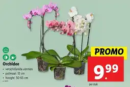 Lidl Orchidee aanbieding