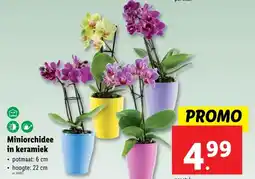 Lidl Miniorchidee in keramiek potmaat: 6 cm ⚫ hoogte: 22 cm aanbieding