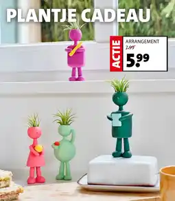 Intratuin Plantje cadeau aanbieding