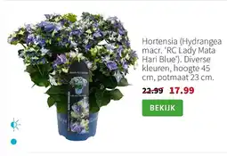 Intratuin Liefhebbers van blauw aanbieding