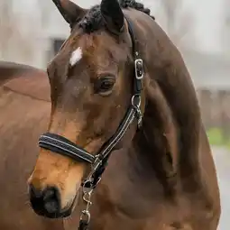 Decathlon Halster en touwset voor paarden Horka EP Crystals & Pearls aanbieding