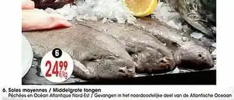 Soles moyennes - middelgrote tongen