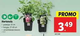Lidl Hortensia aanbieding