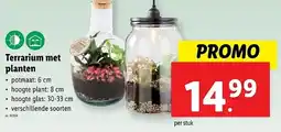 Lidl Terrarium met planten aanbieding