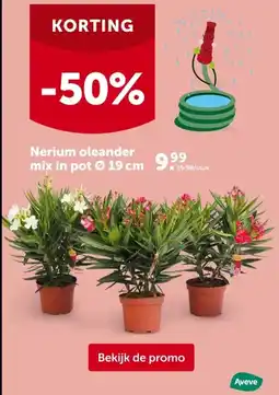 AVEVE Nerium oleander mix in pot Ø 19 cm aanbieding