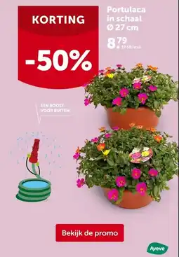 AVEVE Portulaca in schaal Ø 27 cm aanbieding