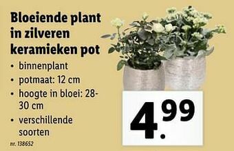 Lidl Bloeiende plant in zilveren keramieken pot aanbieding