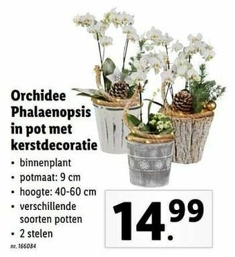Lidl Orchidee phalaenopsis in pot met kerstdecoratie aanbieding