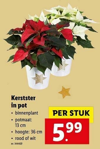 Lidl Kerstster in pot aanbieding