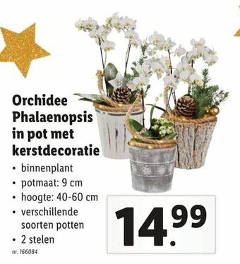 Lidl Orchidee Phalaenopsis in pot met kerstdecoratie aanbieding