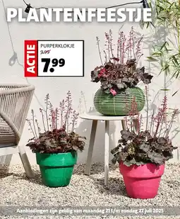 Intratuin Purperklokje aanbieding